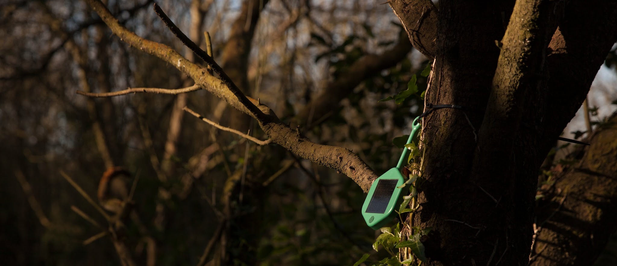 IoT sensor hanging on a tree branch.